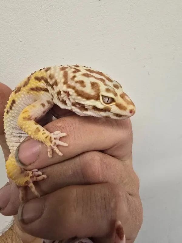 Estrella