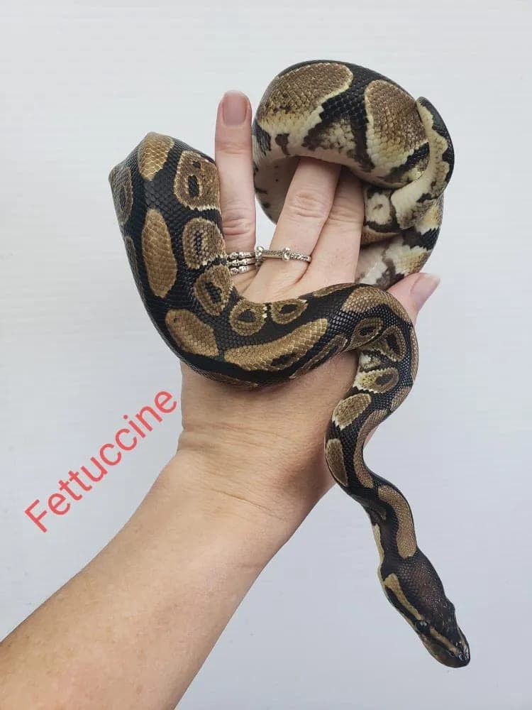 Fettuccine photo 11