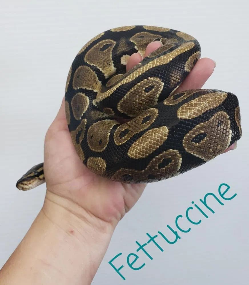 Fettuccine photo 4