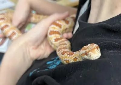 Marmalade