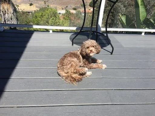 Mocha photo 3