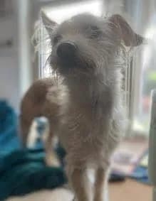 Muppet photo 5