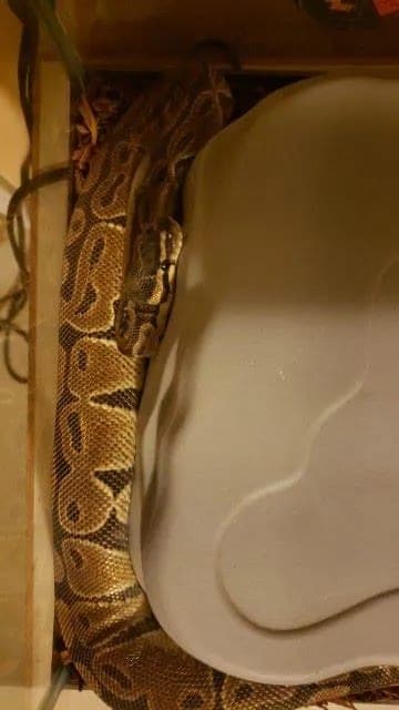 Shadow Blaze photo 7