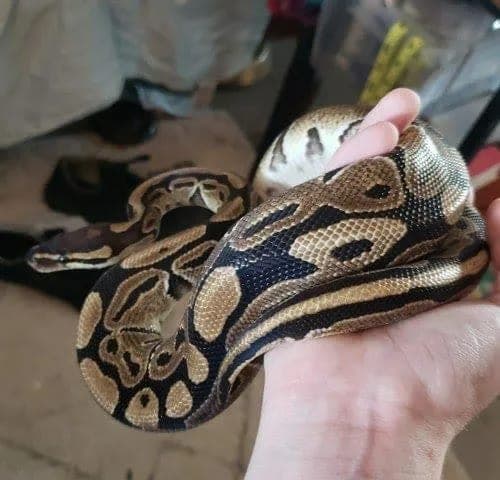 Shadow Blaze photo 2