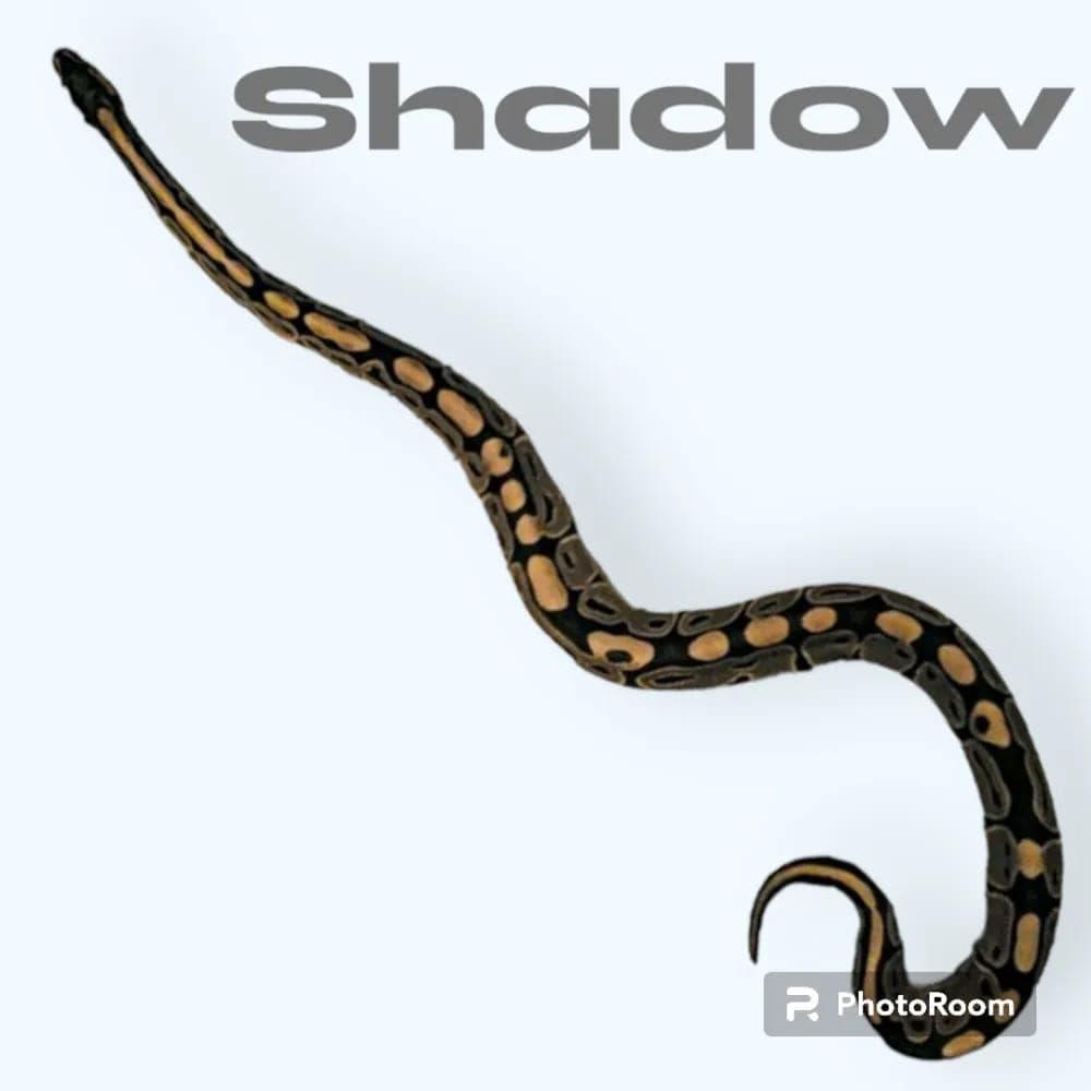Shadow Blaze photo 8
