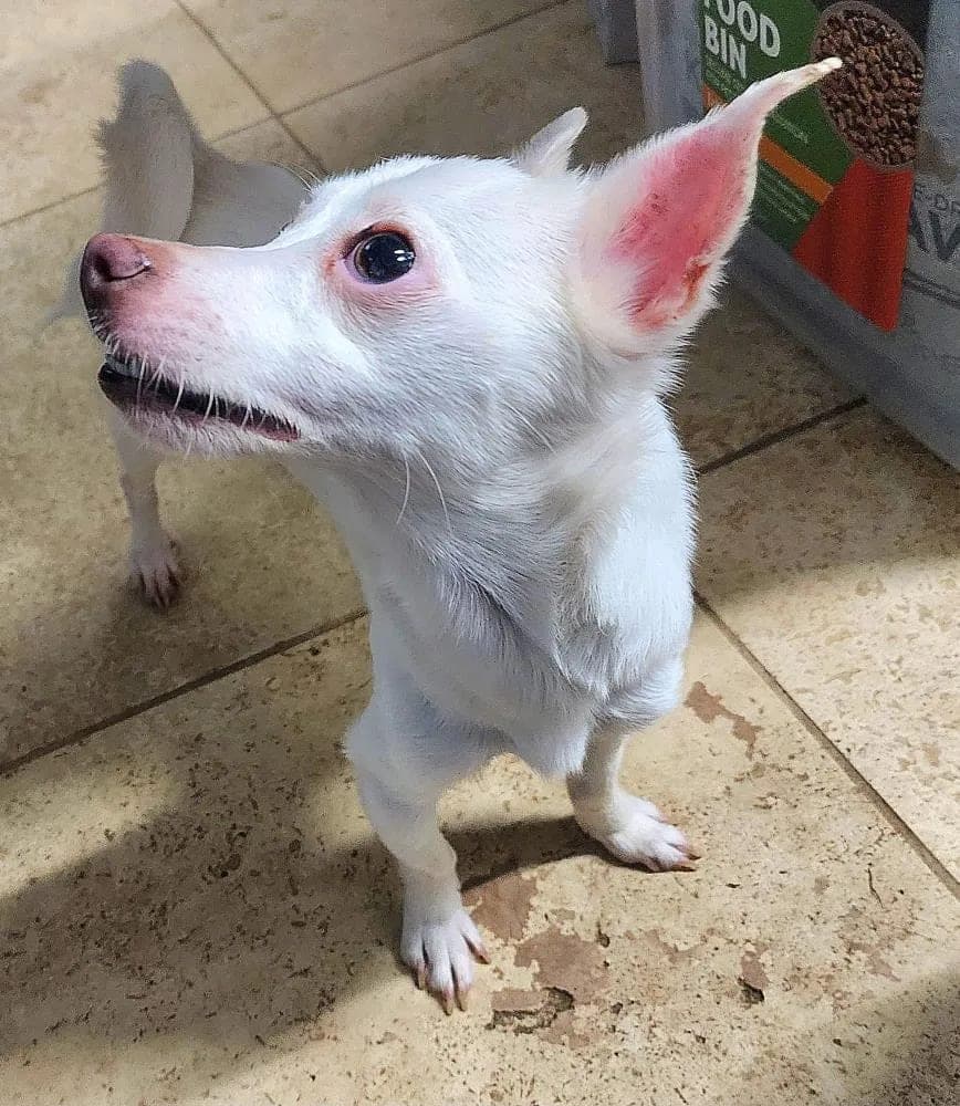 SnowBall Jack photo 3