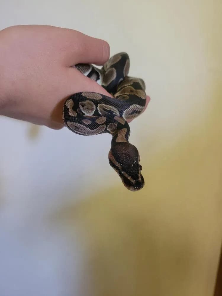 Boo aka Baby Boo photo 4